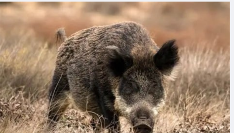 News article entitled African Swine Fever Outbreak in Spain
