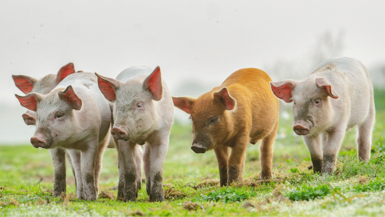 News article entitled Immediate measures have been introduced to protect pig farmers and industry from an African swine fever (ASF) outbreak