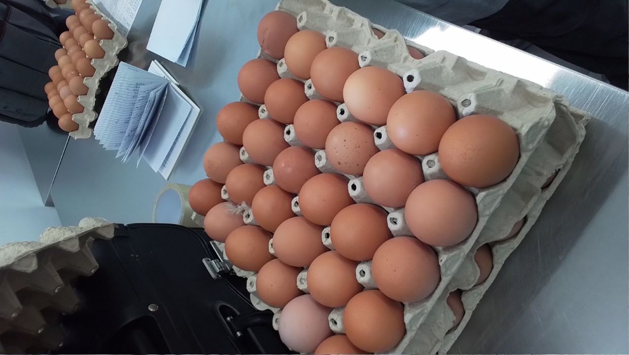 News article entitled Ashford Port Health Announces Collaboration with APHA (EMI) on Egg Quality and Food Safety Inspections