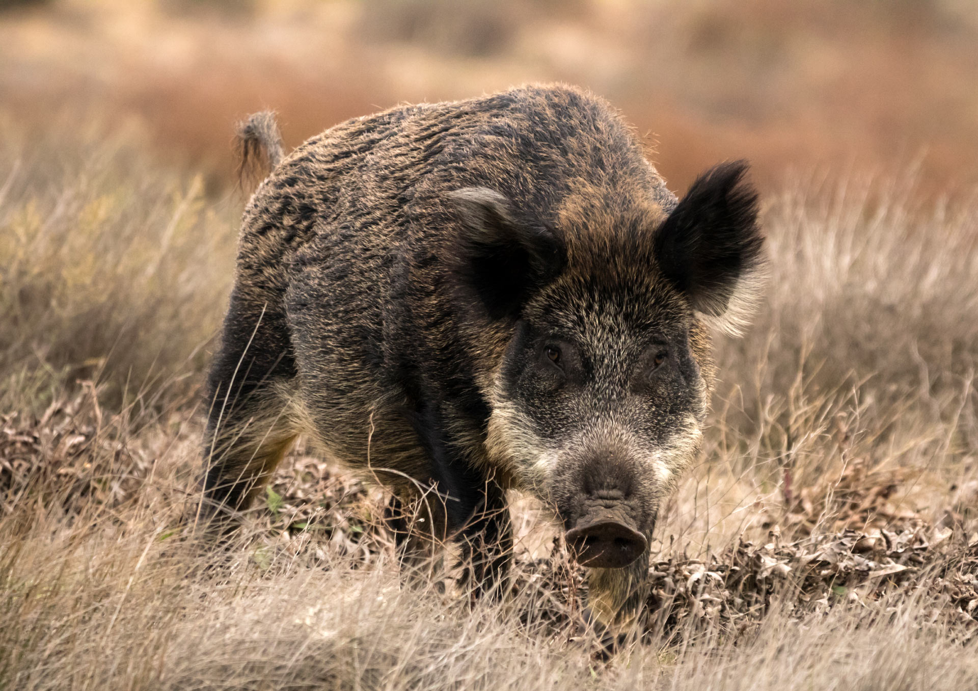 News article entitled African Swine Fever Outbreak in Spain