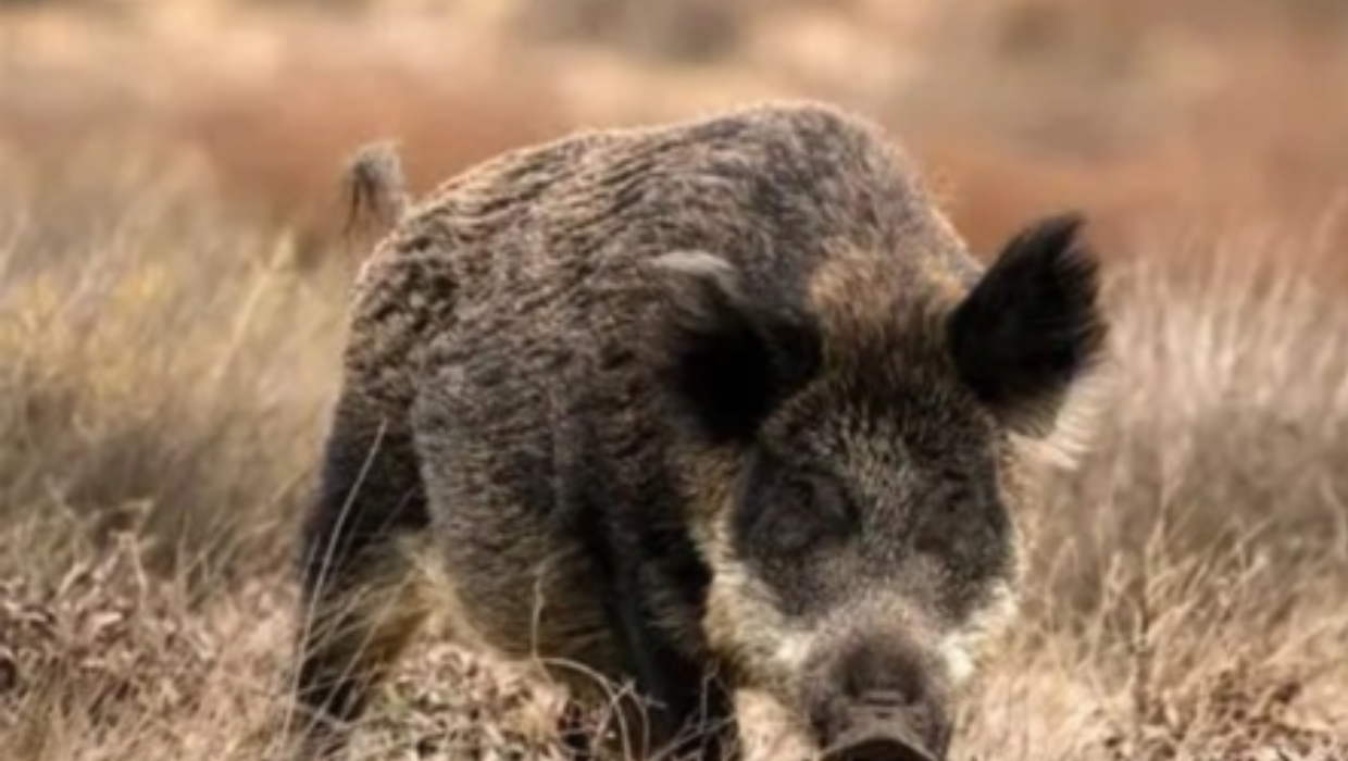 News article entitled REVISED INFORMATION - African Swine Fever Outbreak in Spain